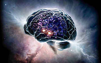 The Brain - Das menschliche Gehirn The Brain - Das menschliche Gehirn